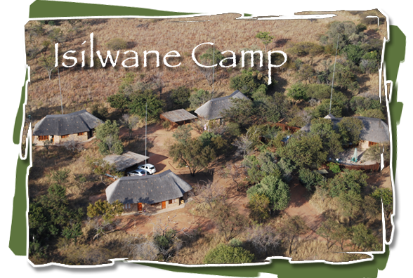 Isilwane